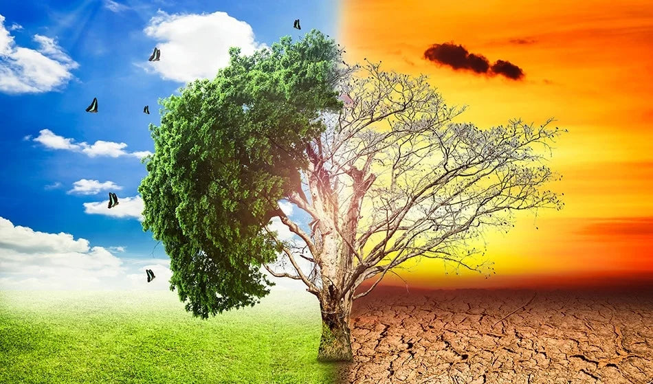 Conceptual image contrasting green vegetation and dry conditions.