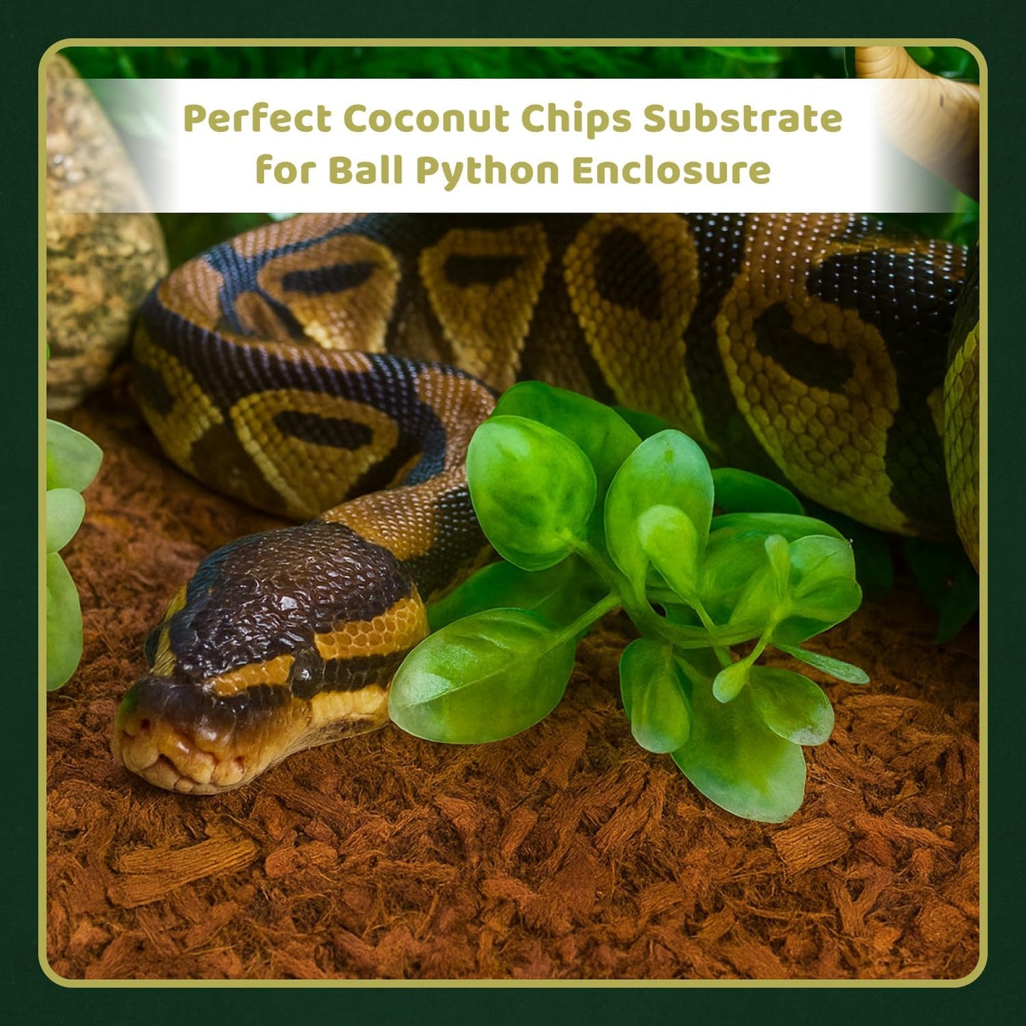 COIROLOGY COCO TERRAIN 650g