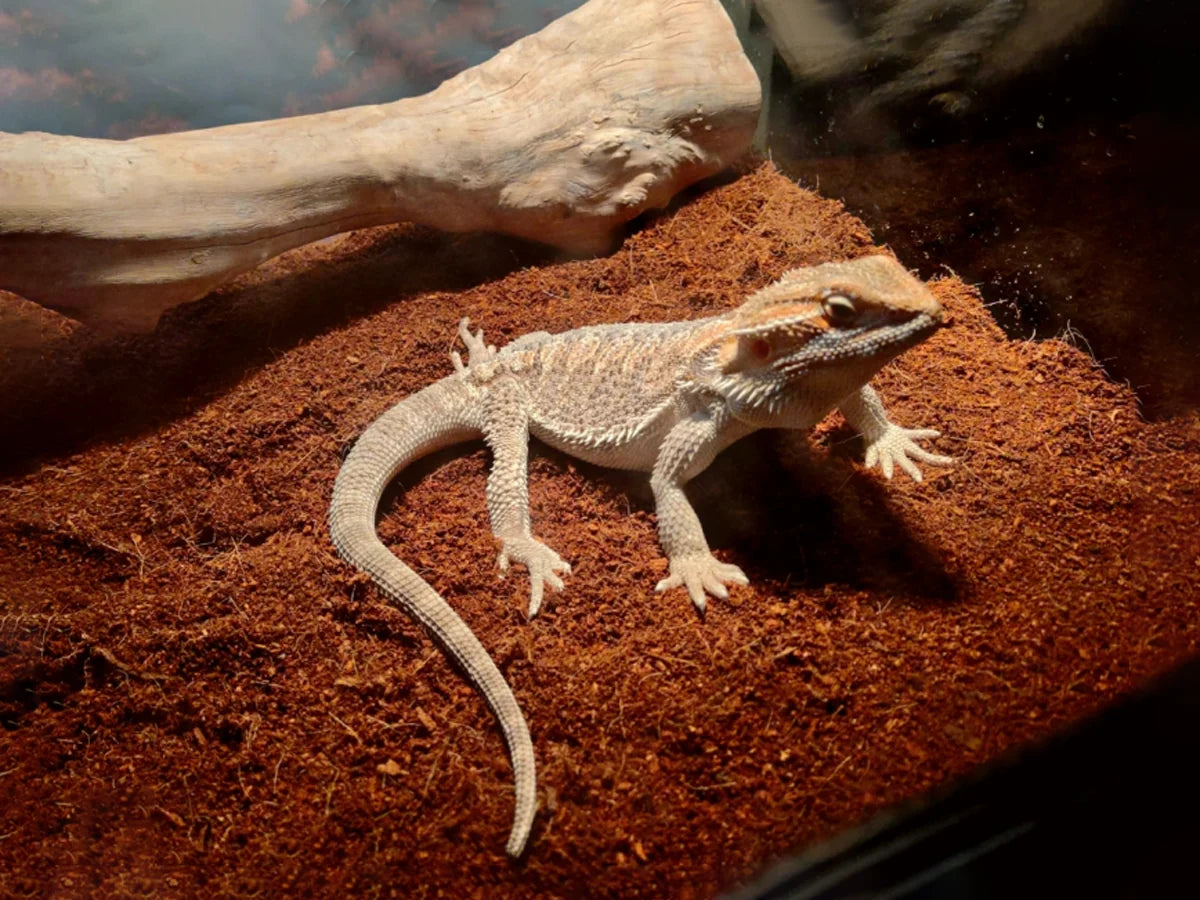 Animal Bedding and Litter