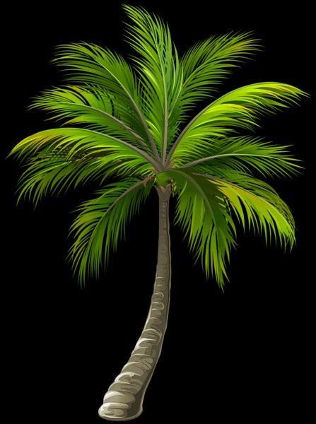 coconut tree