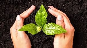 peat-free-transition