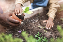 Peat-Free Gardening