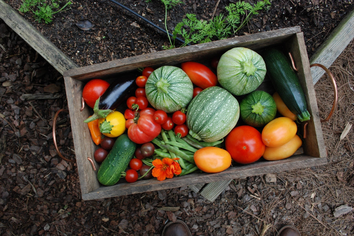 A wooden crate of harvested vegetables beside a planted garden bed.
