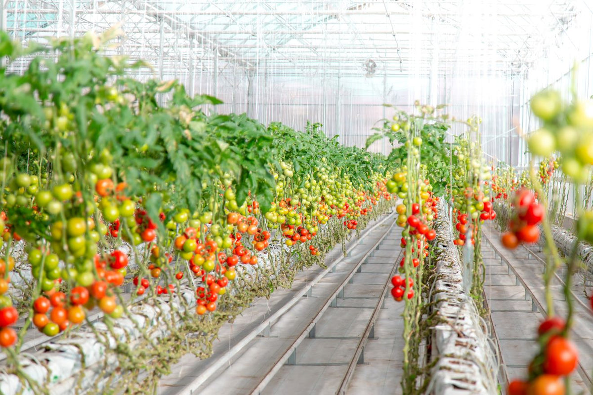 Tomato plants trained in rows above growing bags in a greenhouse.
