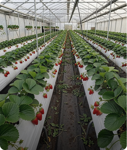 Specialist berry growing