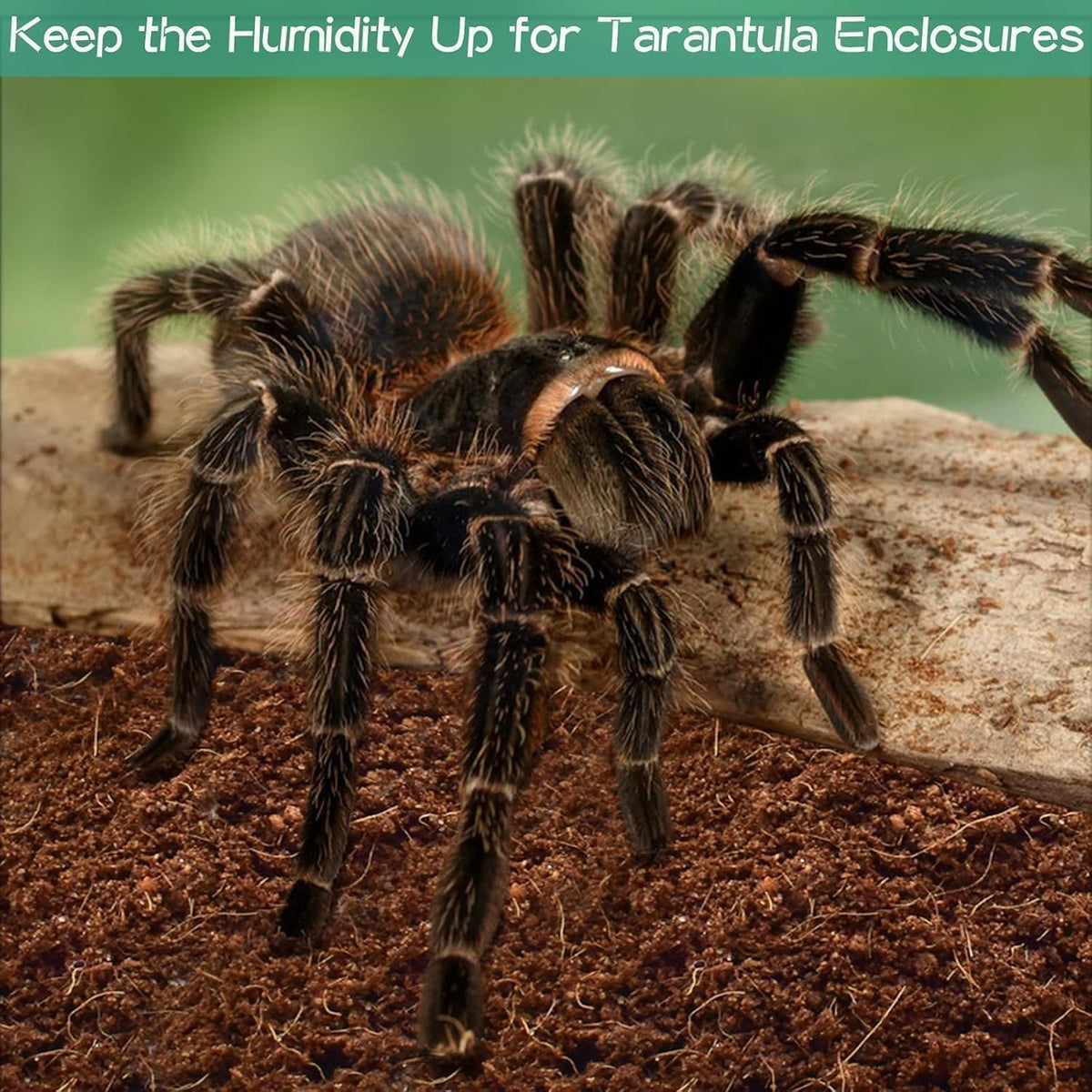 COIROLOGY COCO HABITAT 650g (Pack of 2)