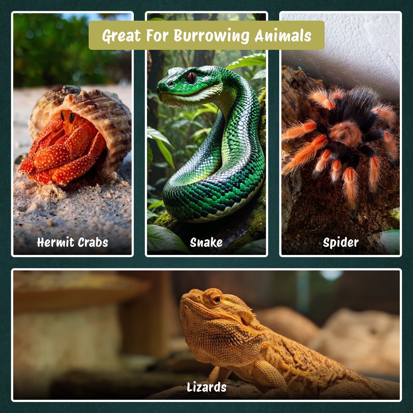 COIROLOGY COCO HABITAT 650g (Pack of 2)