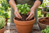 Planting a basil seedling into hydrated coco coir