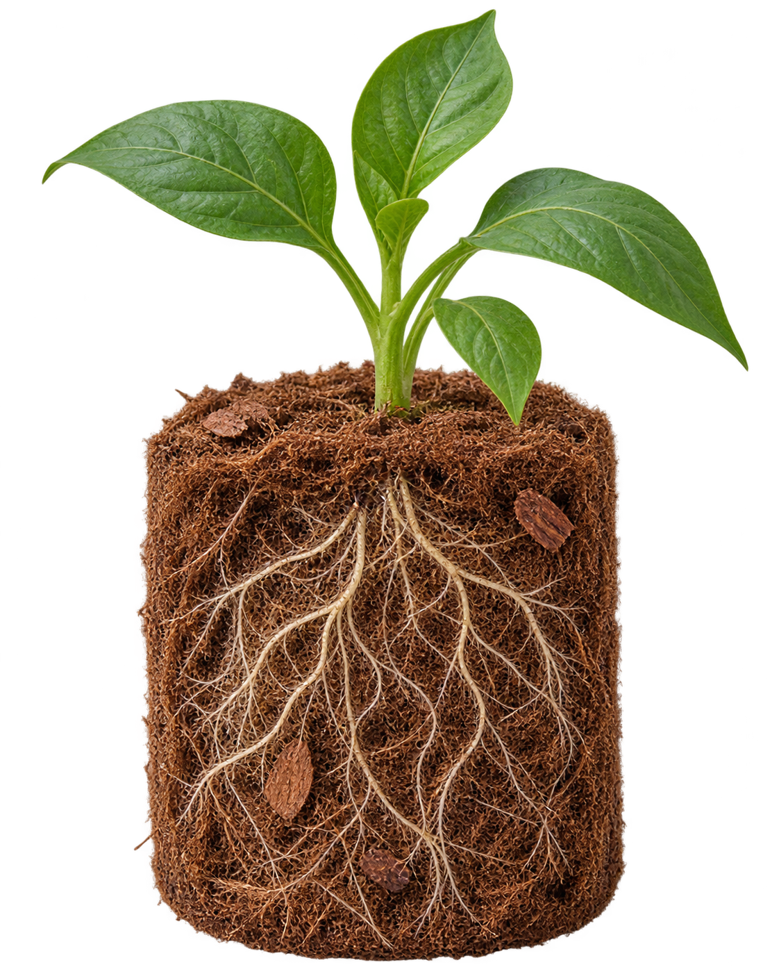 Illustrative cutaway of a young plant with branching roots in coir pith, fibres and husk chips.