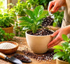 Mixing perlite into potting medium around a houseplant