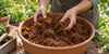 Loosening hydrated coco coir before planting
