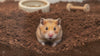 Hamster Bedding & Digging Substrate 650g – Natural Coco Coir for Burrowing, Enrichment & Odour Control (Expands to 10L) | Peat-Free, Low-Dust – (Pack of 30)