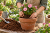 Illustration of a gardener potting a pink flowering plant in coconut coir