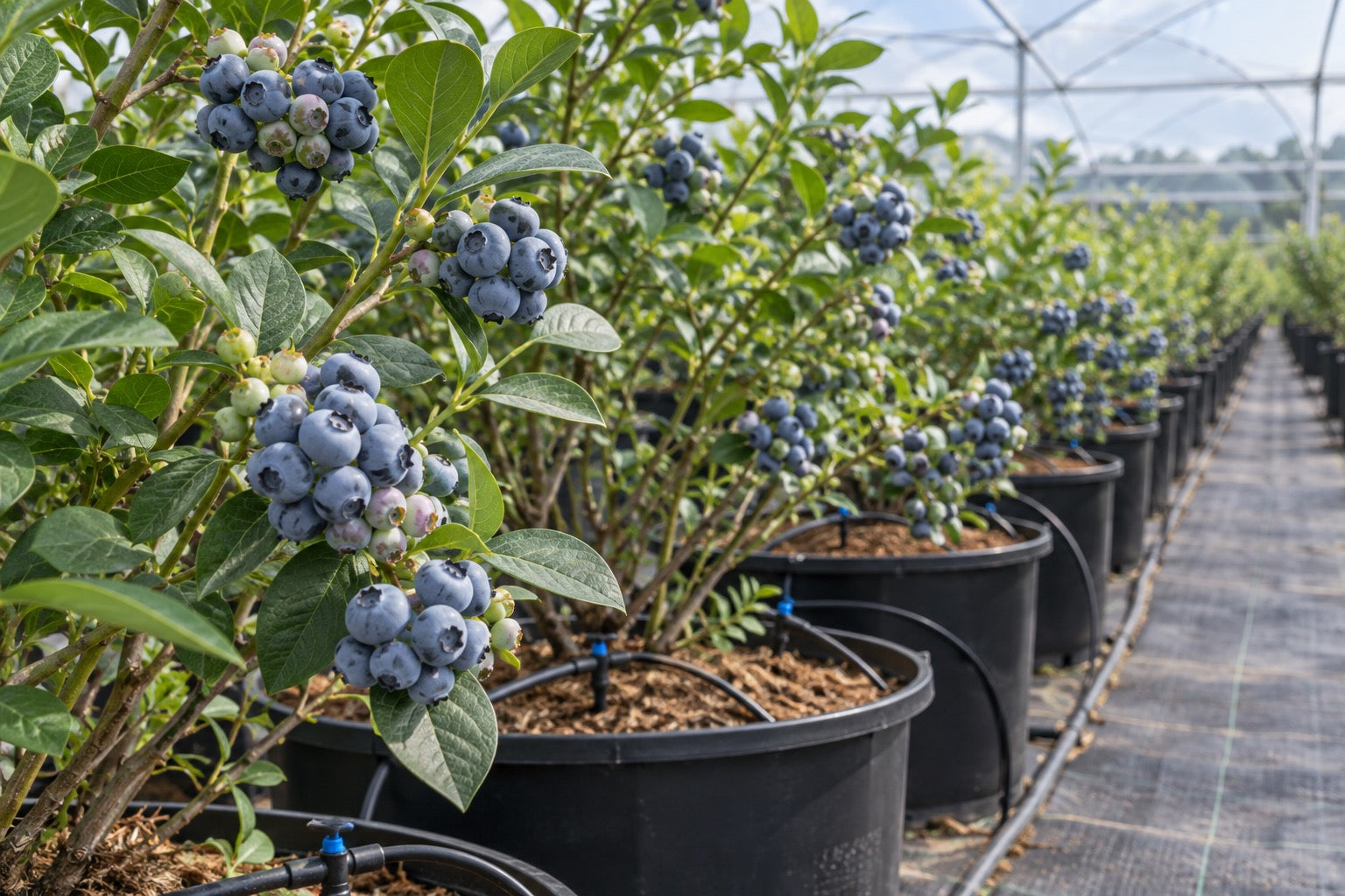 Blueberry plants in commercial substrate production
