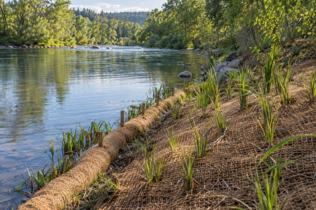 Coir-supported planting on a riverbank