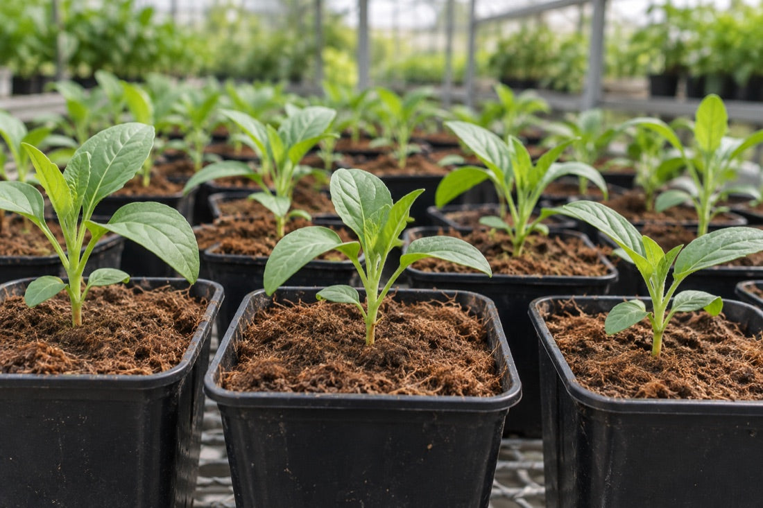Illustrative seedlings arranged for growing evaluation