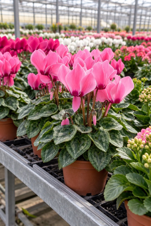 Container plants